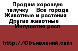 Продам хорошую телучку. - Все города Животные и растения » Другие животные   . Ингушетия респ.